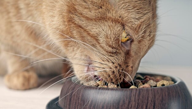 Retrato en primer plano de un gato rojo comiendo de un cuenco de comida