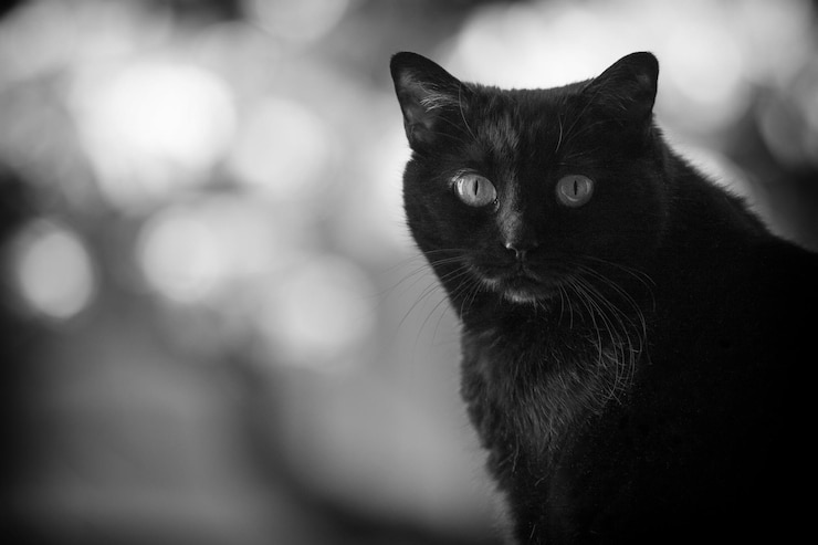 Foto retrato en primer plano de un gato sentado al aire libre