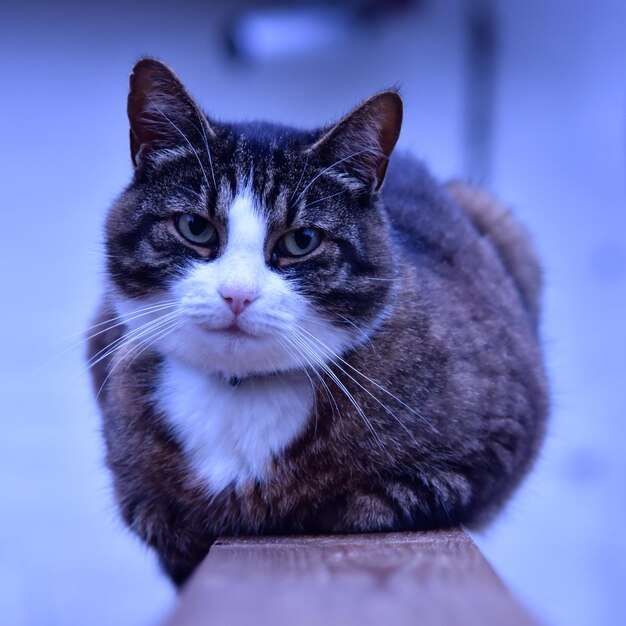 Foto retrato en primer plano de un gato sentado en una barandilla
