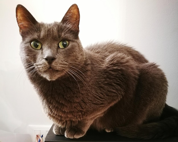 Retrato en primer plano de un gato sentado en casa
