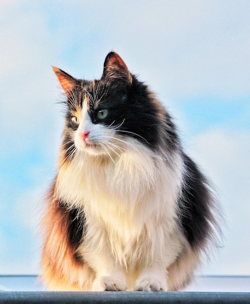 Foto retrato en primer plano de un gato sentado contra el cielo