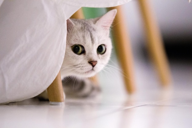 Retrato en primer plano de un gato sentado debajo de una silla