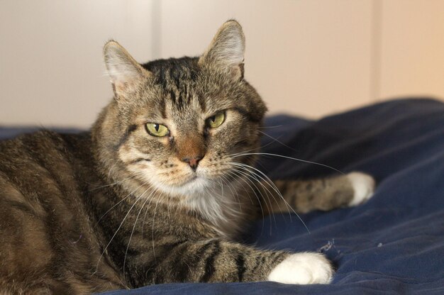 Retrato en primer plano de un gato sentado en el sofá en casa