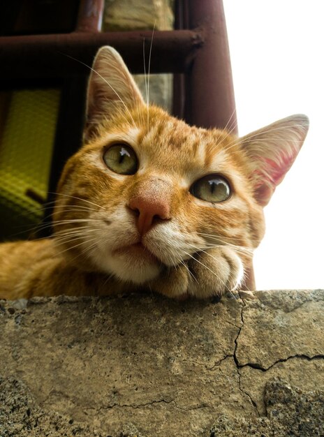 Foto retrato en primer plano de un gato sentado