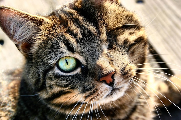 Retrato en primer plano de un gato de un solo ojo