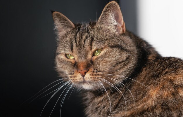Retrato en primer plano de un gato con un suave resplandor de sol Mascotas