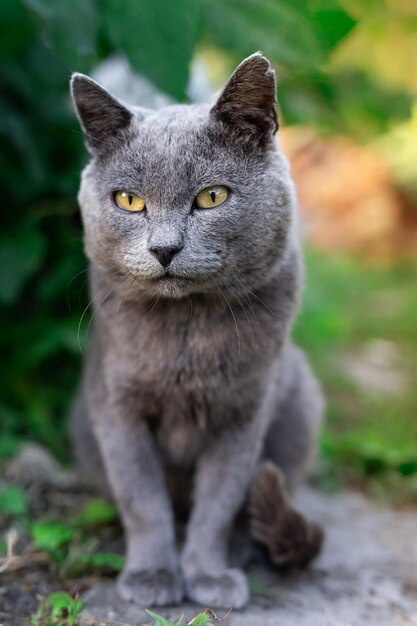 Retrato en primer plano de un gato tabby contra un fondo borroso