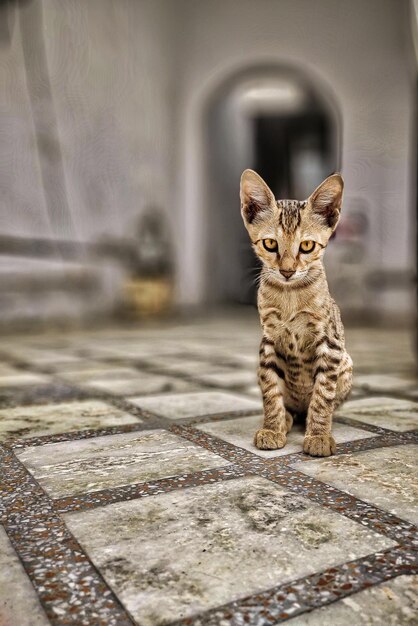 Foto retrato en primer plano del gato tabby