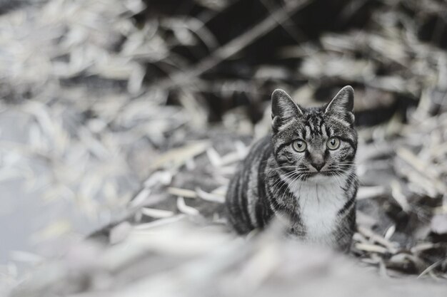 Retrato en primer plano del gato tabby