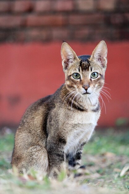 Retrato en primer plano de un gato tabby