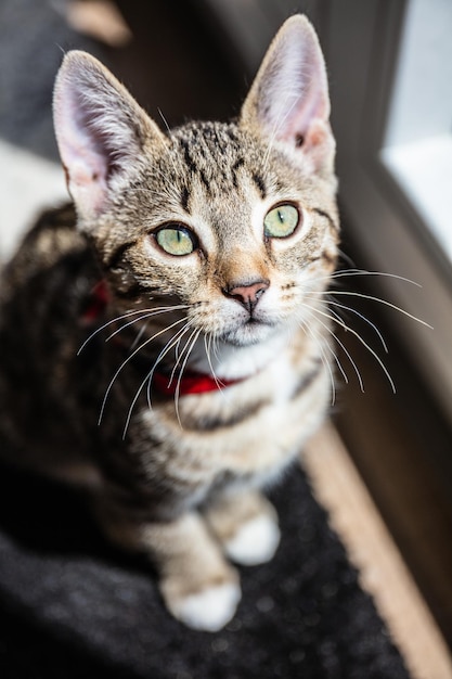 Retrato en primer plano de un gato tabby