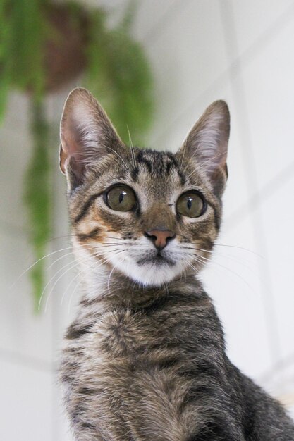 Foto retrato en primer plano del gato tabby