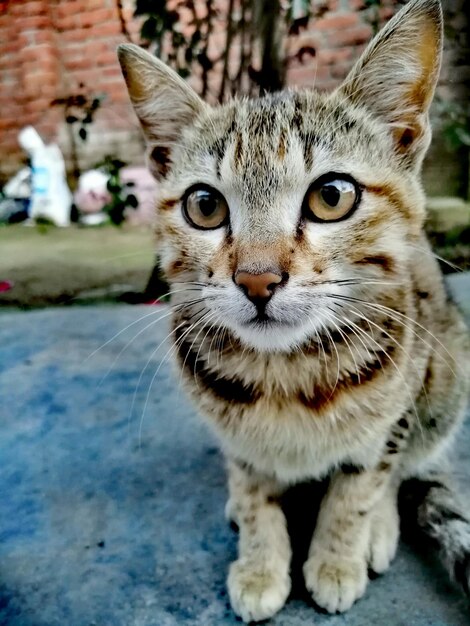 Foto retrato en primer plano de un gato tabby