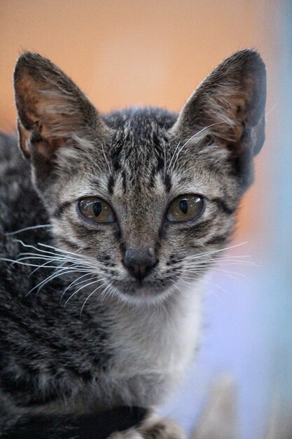 Foto retrato en primer plano de un gato tabby