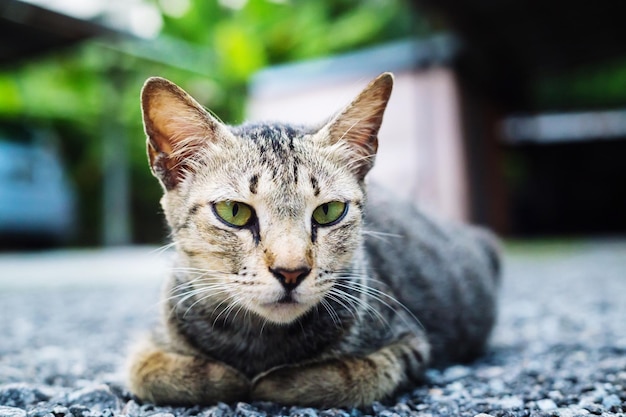 Retrato en primer plano de un gato tabby