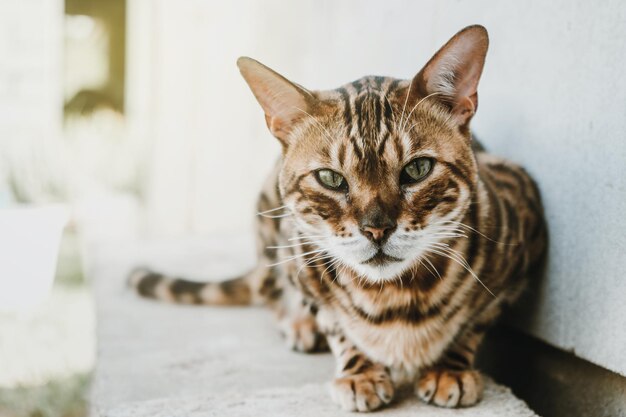 Foto retrato en primer plano del gato tabby