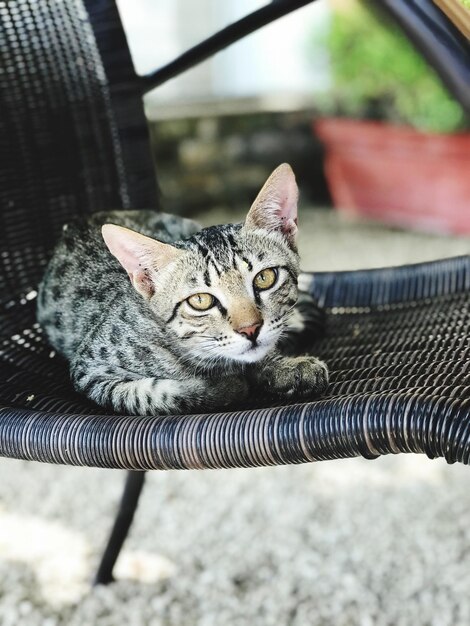 Retrato en primer plano de un gato tabby