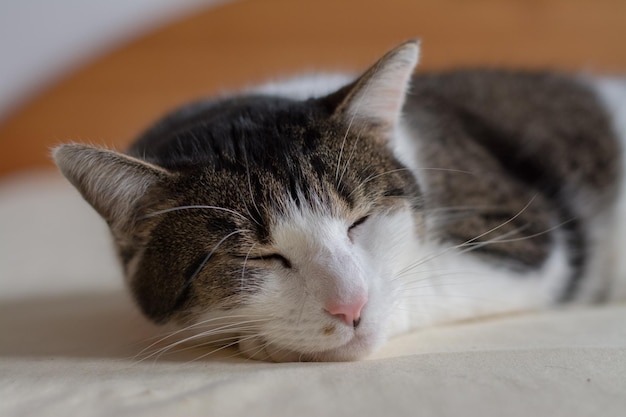 Retrato en primer plano de un gato tendido