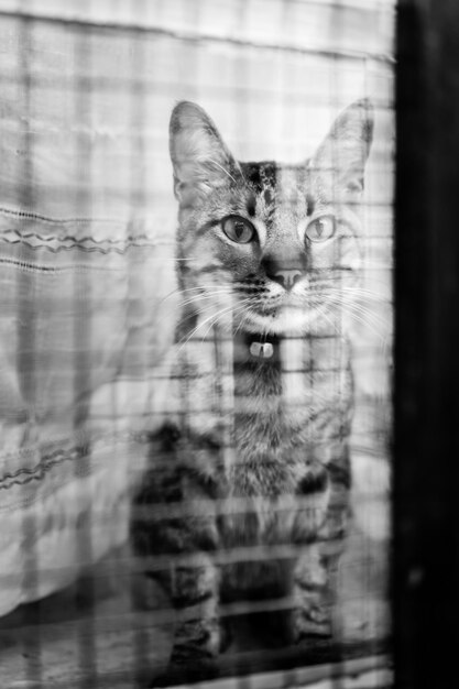 Foto retrato en primer plano de un gato visto a través de una ventana