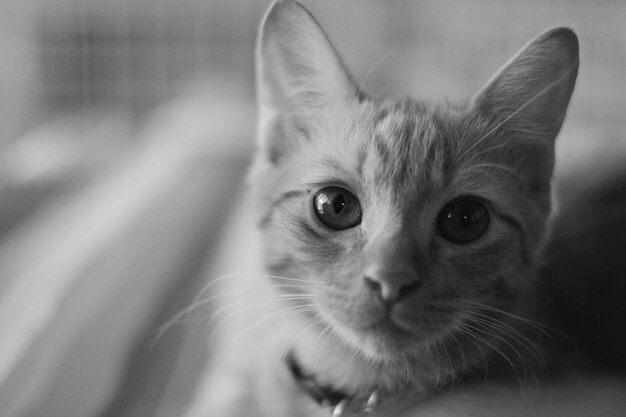 Foto retrato en primer plano de un gato