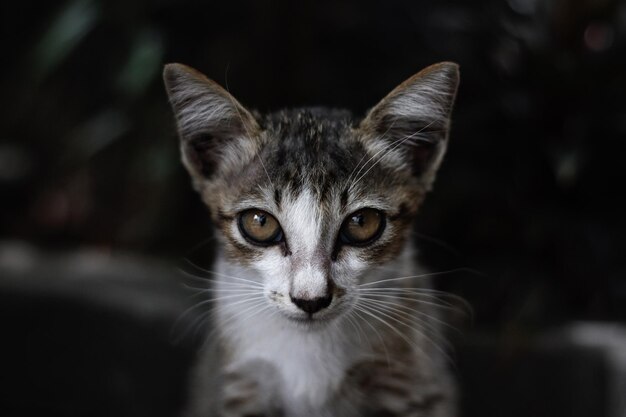 Retrato en primer plano de un gato