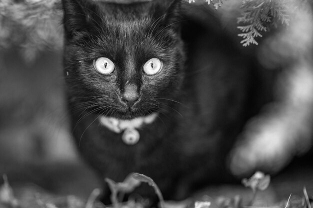 Foto retrato en primer plano de un gato