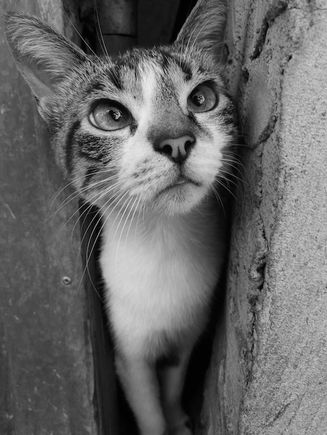 Foto retrato en primer plano de un gato