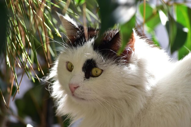 Retrato en primer plano de un gato