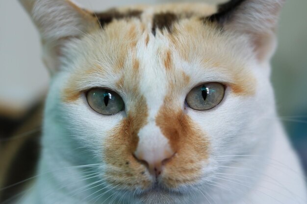 Foto retrato en primer plano de un gato