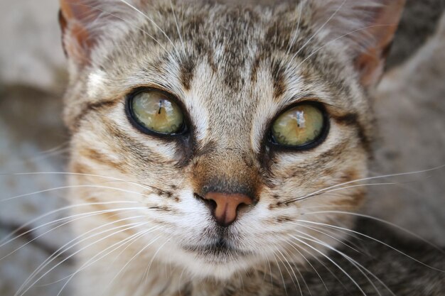 Foto retrato en primer plano de un gato