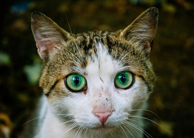 Foto retrato en primer plano de un gato