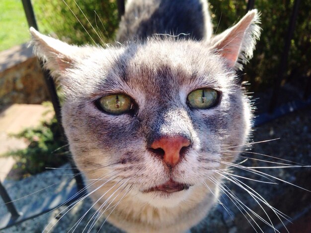 Foto retrato en primer plano de un gato