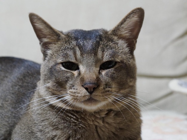 Foto retrato en primer plano de un gato