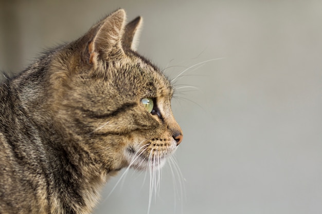 Retrato de primer plano de un gato