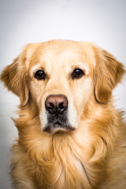 Retrato en primer plano de un golden retriever sobre un fondo blanco