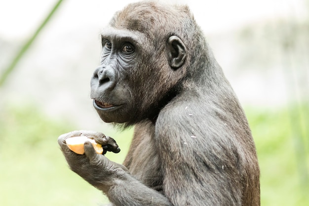 Foto retrato de primer plano de gorila comiendo fruta