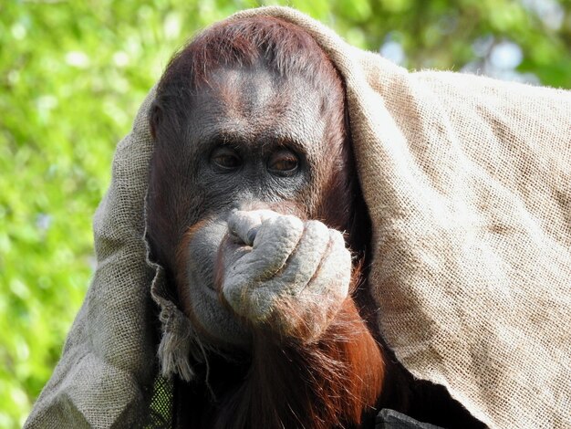 Foto retrato en primer plano de un gorila en el zoológico