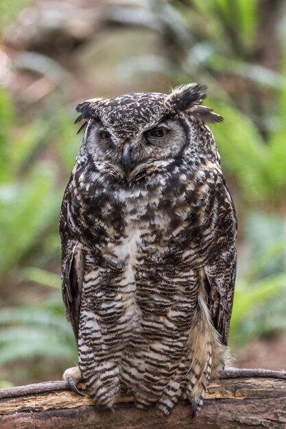 Retrato en primer plano del gran búho de cuernos