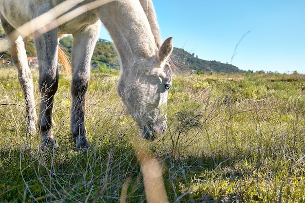 Retrato de primer plano de hermoso caballo blanco con ojos azules Yegua blanca pastando hierba en un pasto