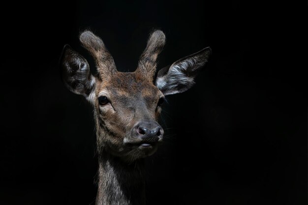 Foto retrato de primer plano de un hermoso ciervo macho joven (cervus elaphus). fondo negro aislado