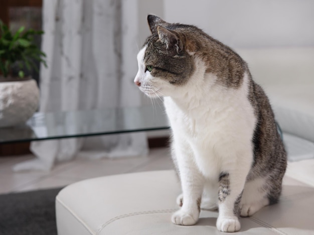 Retrato de primer plano de un hermoso gato lindo Encantadora mascota Maqueta y espacio de copia Linda mascota