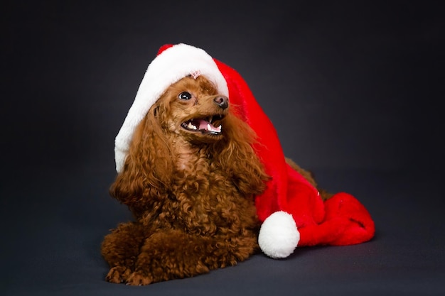 Retrato de primer plano de un hermoso perro divertido en un sombrero de Santa de Año Nuevo aislado en un fondo oscuro Lindo caniche de albaricoque en una tarjeta de Navidad Espacio de copia