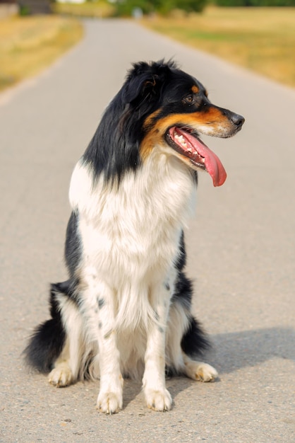 retrato de primer plano de un hermoso perro negro en la naturaleza