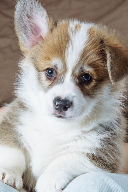 Foto retrato en primer plano del hocico de un encantador cachorro de velshkorga con una oreja levantada comida para perros perro en familia características del cachorro