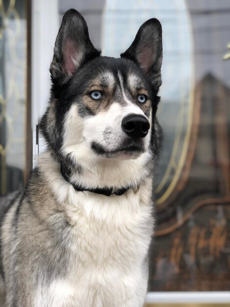 Foto retrato en primer plano de un husky