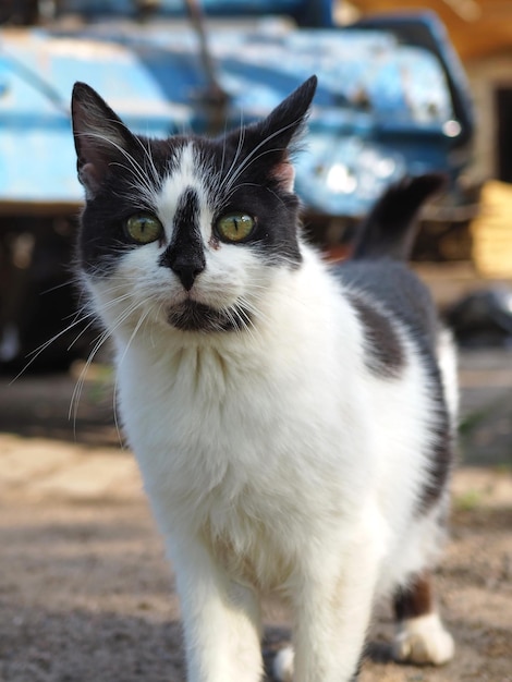 Retrato de primer plano de un joven gato manchado en blanco y negro con ojos amarillos. Región de Leningrado, Rusia.