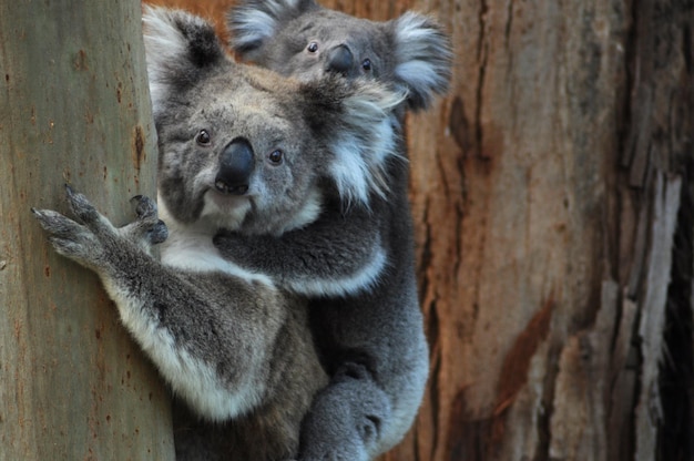 Retrato en primer plano de un koala en el tronco de un árbol