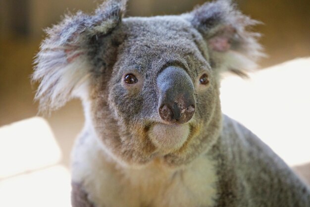 Foto retrato en primer plano de un koala en el zoológico