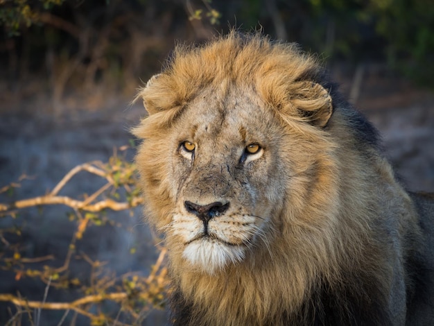 Retrato en primer plano de un león macho con una gran melena mirando desde la distancia en el Parque Nacional Kruger, Sudáfrica