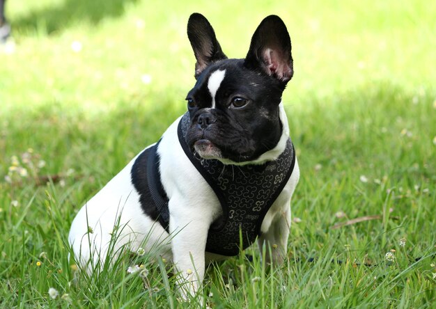 Retrato en primer plano de un lindo cachorro blanco de bulldog francés con un hocico negro